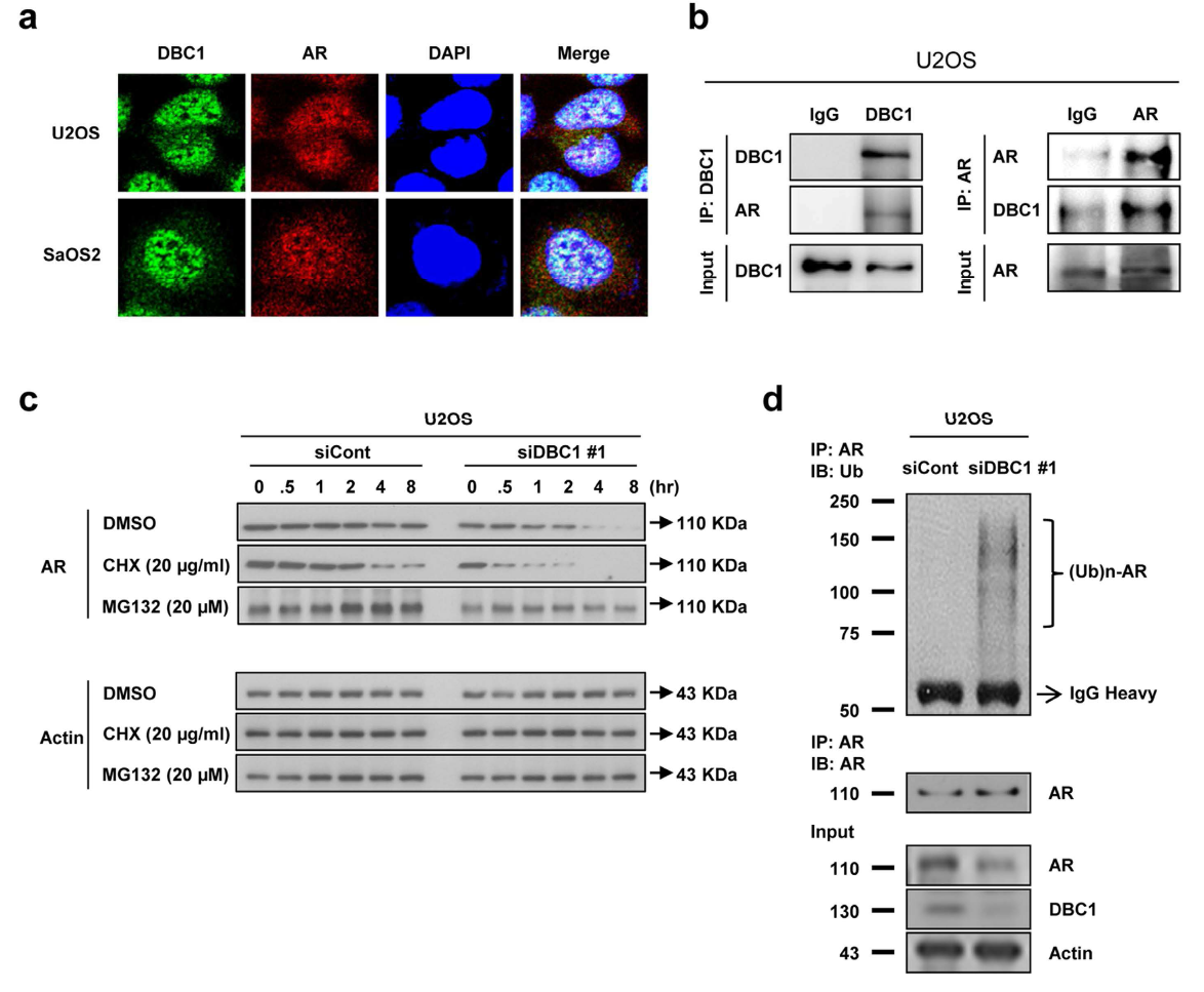 DBC1은 ubiquination과 proteosome-mediated degradation에 의해 AR의 post-translational stabilization에 관여하고 있음을 증명함.