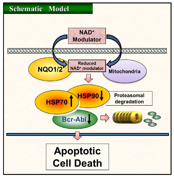 NQO1, NQO2를 통해 환원된 β-lapachone이 Heat Shock Protein(HSP)과 상호 작용을 통해 BCR-ABL 단백 감소