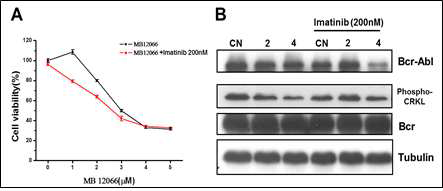 β-lapachone과 Imatinib을 함께 처리시 CML 세포의 증식능과 Bcr-Abl 발현이 억제됨