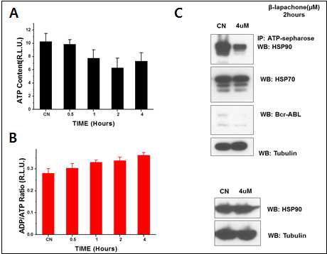 β-lapachone에 의해 ADP/ATP 비율의 증가가 HSP90 활성이 증 가되고 Bcl-Abl의 분해가 촉진