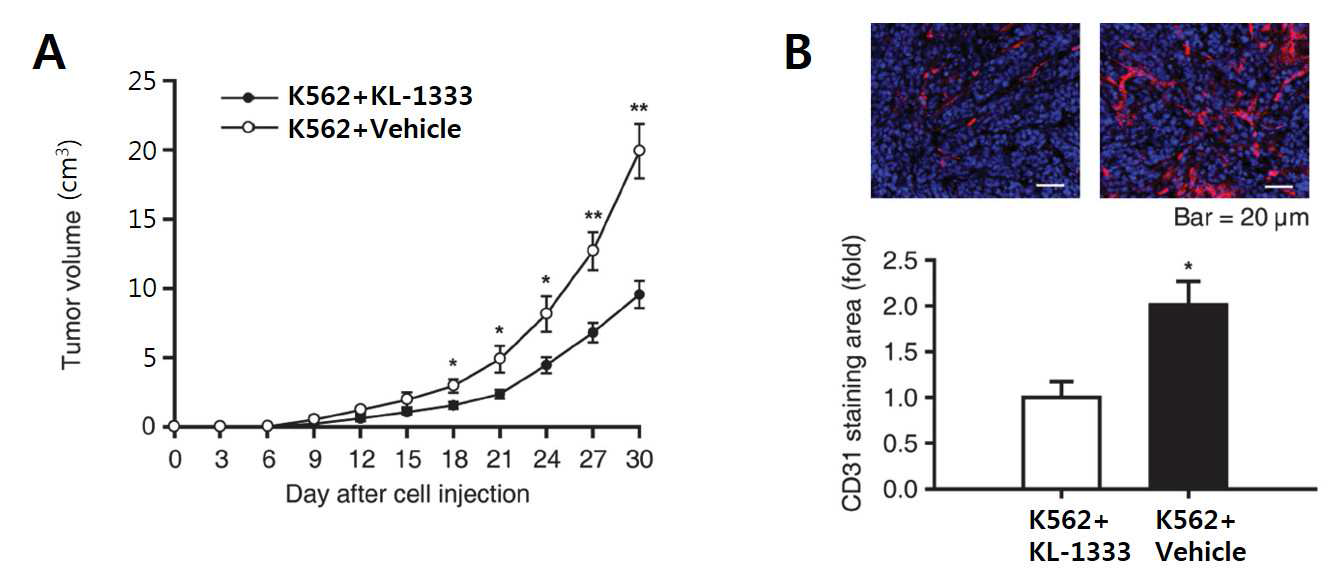 누드마우스 xenograft 모델에서 KL-1333 약물의 암생성 억제능 효과