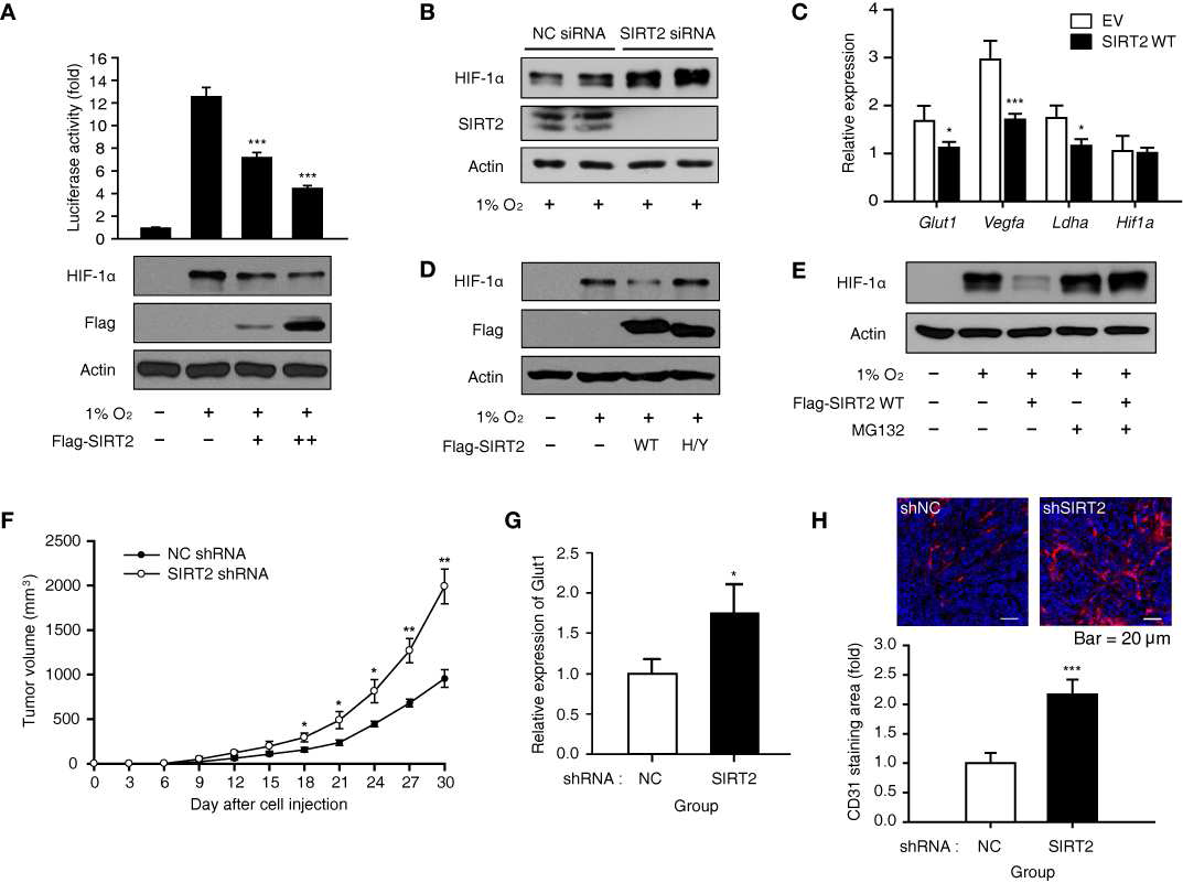 In vitro 및 in vivo에서 HIF-1α의 안정성 및 활성을 억제하는 SIRT2의 역할 확인