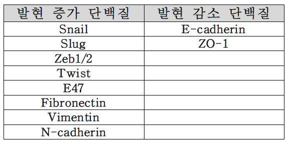 EMT 과정 중 발현의 변화를 보이는 단백질들