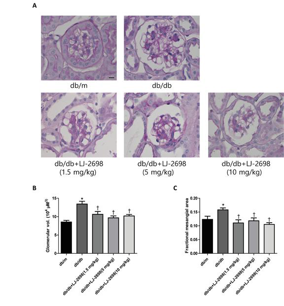 LJ-2698 12주간 투여가 당뇨 db/db 생쥐 사구체비대와 혈관간질 확장에 미치는 억제 효과