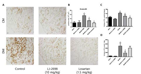 당뇨 db/db 생쥐의 콩팥 산화성스트레스에 미치는 LJ-2698의 억제효과