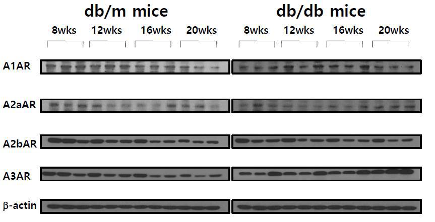 제2형 당뇨 생쥐에서 경과에 따른 신조직내 아데노신 수용체의 발현