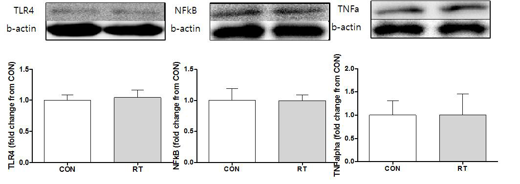 Effects of 12wk resistance exercise training program on TLR-4, NFkB & TNF-α protein in tibialis anterior muscle