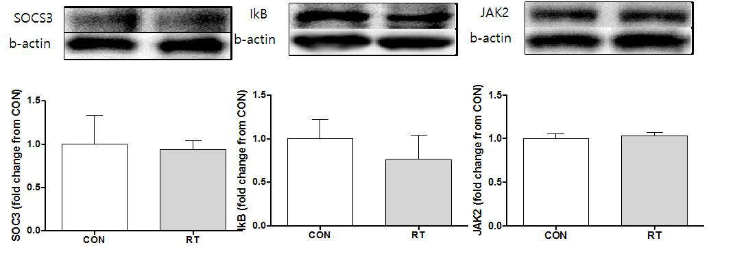 Effects of 12wk resistance exercise training program on SOCS3, IkB & JAK2 protein in tibialis anterior muscle