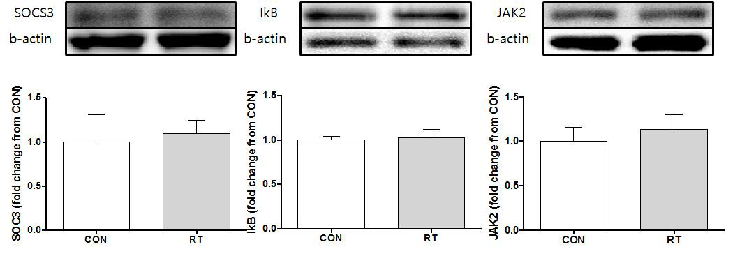 Effects of 12wk resistance exercise training program on SOCS3, IkB & JAK2 protein in myocardium