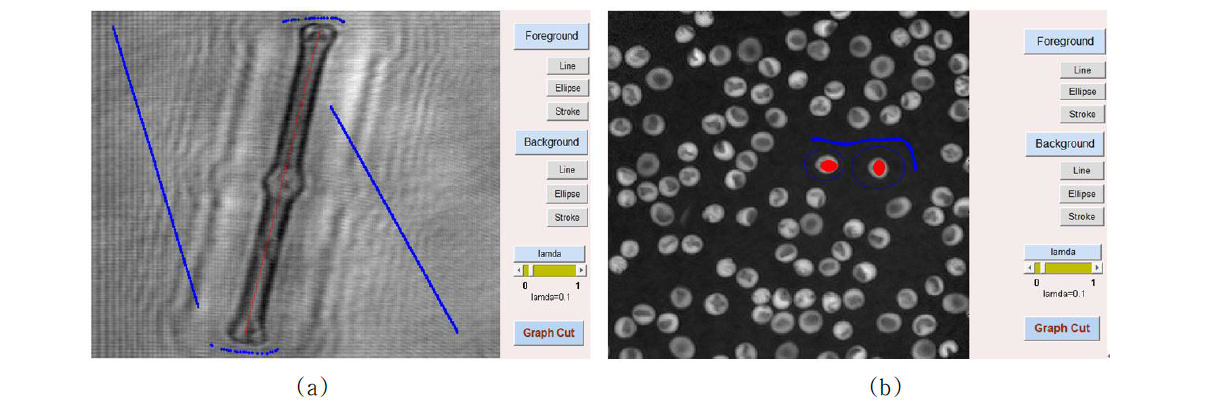 Foreground and background are marked (a) reconstructed diatom alga amplitude image (b) reconstructed RBC phase image