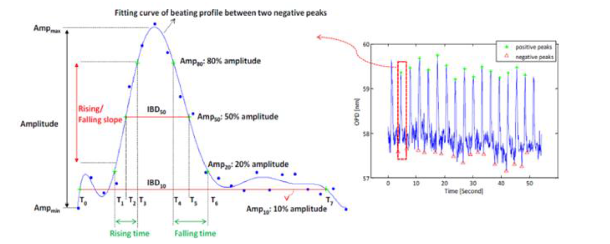 Illustration of the fitted curves with parameters within one beating period on cardiomyocytes beating profile