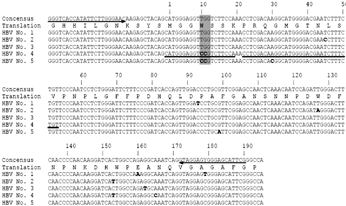 HBV pre-S1 유전자 변이주 검출을 위한 primer와 probe 위치. 밑줄은 probe 위치이며, 숫자는 pre S1 유전자의 유전자 위치를 나타냄. 굵은 글씨 염기는 consensus 염기 서열과 다른 염기 서열을 나타내며 그림자 부분은 preS1의 4번째 아미노산 염기서열의 변이주를 나타냄. 본 연구자에 의해 처음으로 밝혀진 간 질환의 악화와 연관된 신규 preS1 W4P 유전자의 변이 양상. 아미노산 염기서열은 하나의 아미노산을 상징함