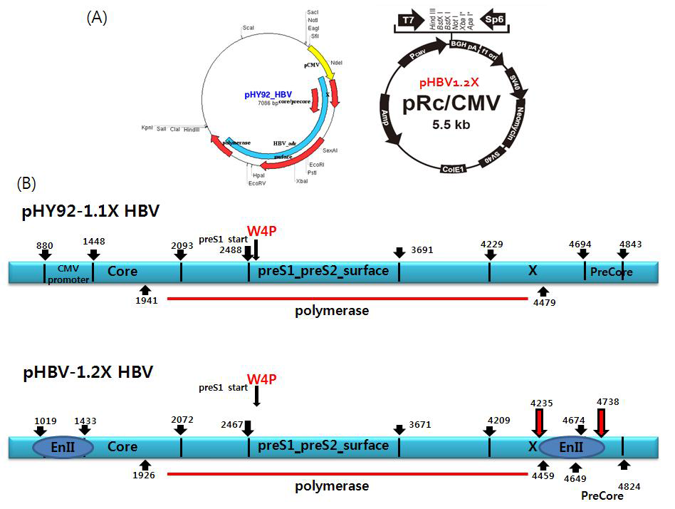B형 간염 바이러스 preS1 W4P 유전자 변이주를 보유한 B형 간염 바이러스 genotype A, C형 유전체