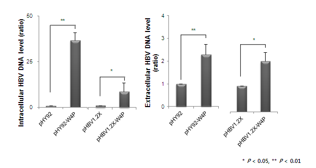W4P를 포함한 전체 HBV의 유전체에 의한 세포 내외의 HBV 비리온 증식능 분석