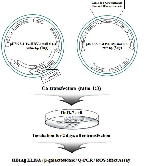 Schematic experimental strategy used in this study. Briefly, one microgram of pHY92-1.1x-HBV-small S (-) having a full-genome of hepatitis B virus (HBV) with a knock-out small surface open reading frame (ORF) was co-transfected with three micrograms of pIRES2-EGFP-HBV-small S expressing the sub-genome of small surface region, which has ten variants including mock and wild-type into HuH-7 cell line transiently. After co-transfection, HuH-7 cells were incubated for 2 days. Supernatant and lysed pellet were collected and used for various assays. The tests were performed in triplicate