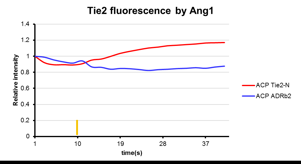 Ang1에 의한 Tie2의 형광 세기 증가