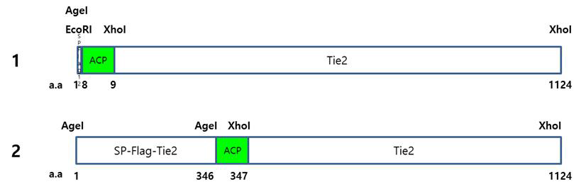 Tie2 에 ACP가 삽입되어지는 부위와 각 MCS에서의 제한효소 Tie2가 세포 표면으로 분비되어질 수 있도록 N terminal 앞부분에 signal peptide(SP)를 함께 제작하였다
