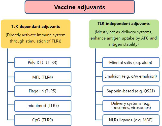 백신 면역증강제의 작용기전에 따른 분류