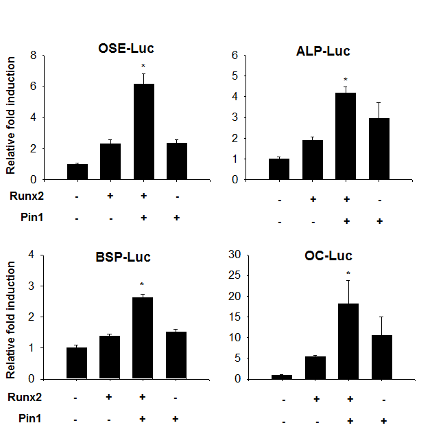 Pin1 enhances Runx2-induced expression of osteoblast-specific reporters.