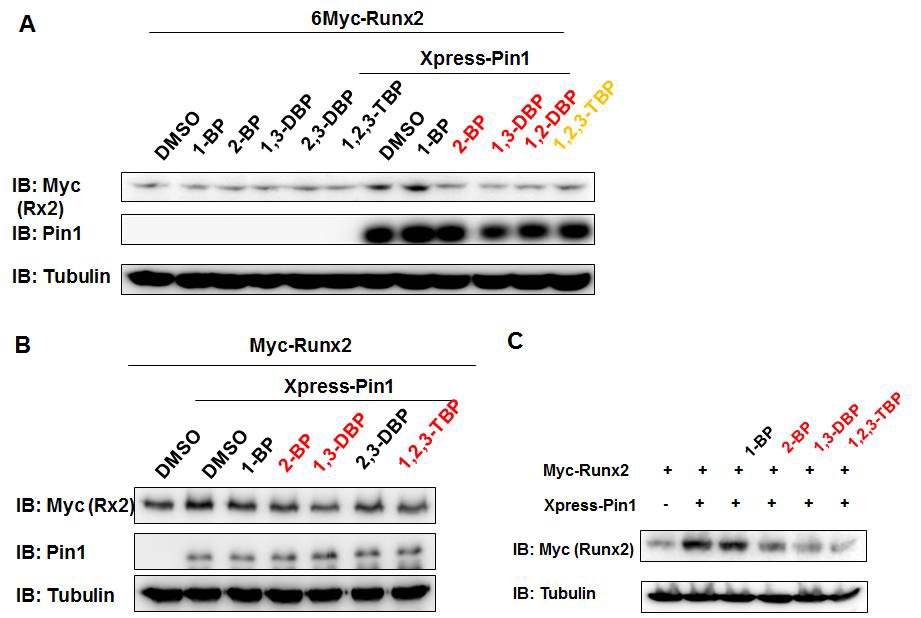 Bromo compounds regulate the pin1-increased stability of Runx2.