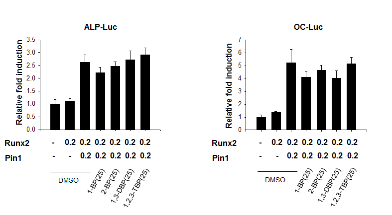 Bromo compounds have no effects on pin1-enhanced transcription activity of Runx2.