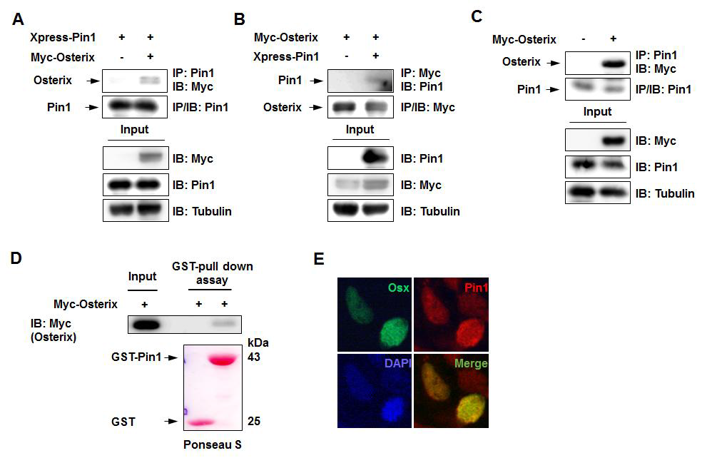 Pin1 interacts with Osterix.