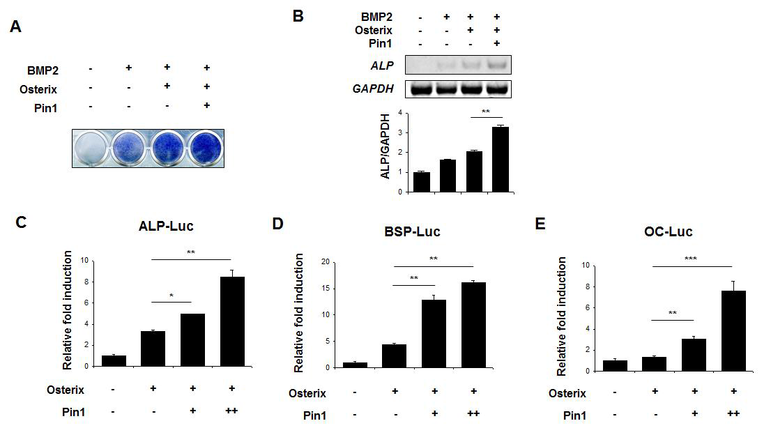 Pin1 enhances Osterix-induced expression of osteoblast-specific reporters.