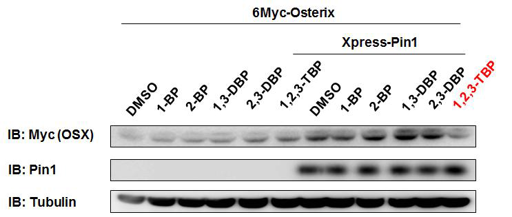 Bromocompounds regulate the pin1 increased the stability of Osterix.