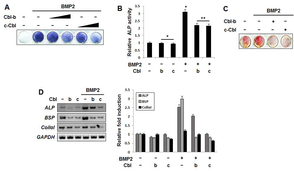 Cbl-b and c-Cbl inhibit BMP2-induced osteoblast differentiation.