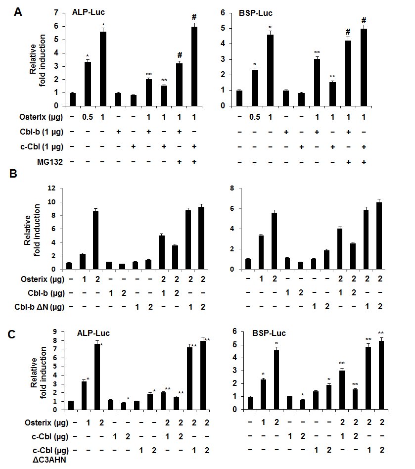 Cbl-b and c-Cbl suppress the transcriptional activity of Osterix.