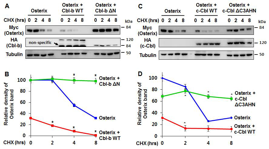 Cbl-b and c-Cbl decrease the protein stability of Osterix.