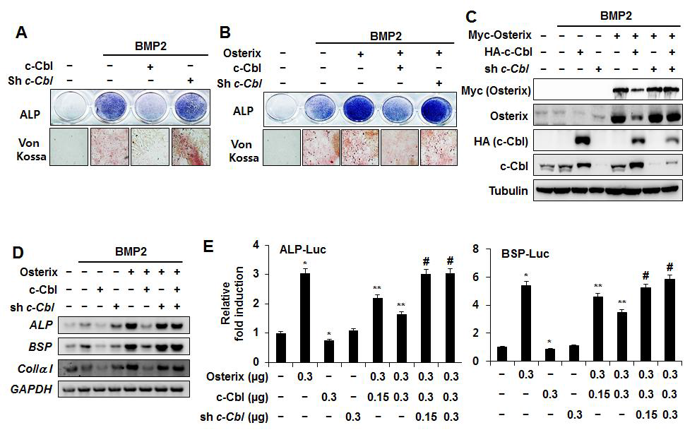c-Cbl knockdown increases BMP2-induced expression of osteoblast markers and the transcriptional activity of Osterix.