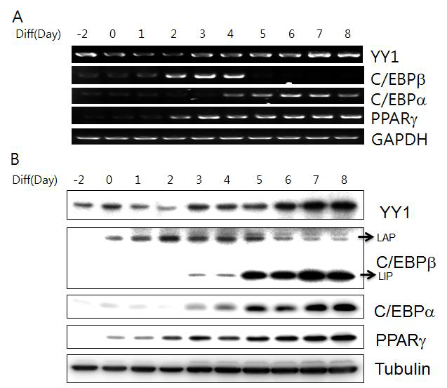 Expression of transcription factors during 3T3-L1 adipocyte differentiation.
