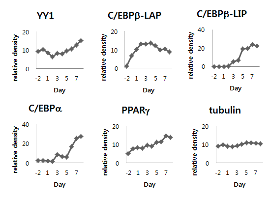 Expression pattern of transcription factors during 3T3-L1 adipocyte differentiation.