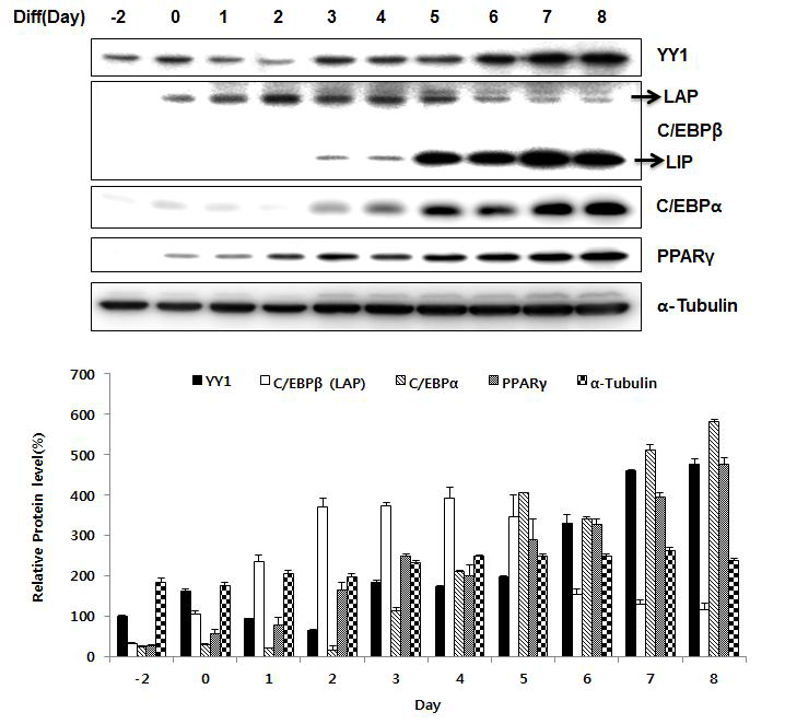 Protein expression of transcription factors during 3T3-L1 adipocyte differentiation.
