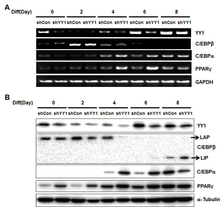 Expression of transcription factors during 3T3-L1 adipocyte differentiation after YY1 knockdown.