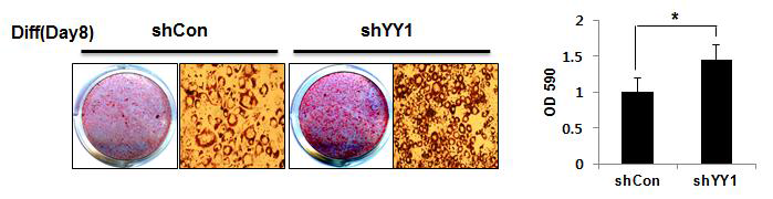 YY1 knockdown enhanced 3T3-L1 adipocyte differentiation.