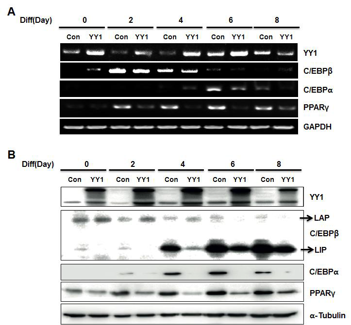 Expression patterns of transcription factors during 3T3-L1 adipocyte differentiation after YY1 overexpression.