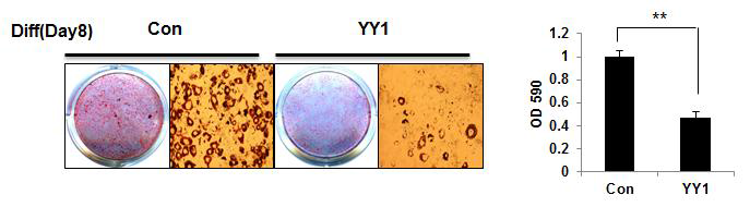 YY1 overexpression repressed 3T3-L1 adipocyte differentiation.
