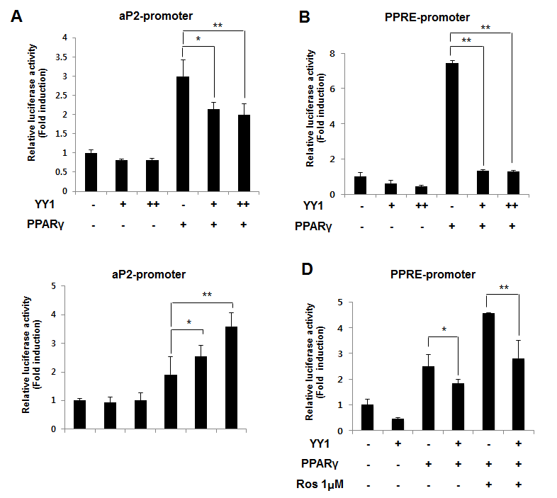 YY1 directly regulates PPARγ activity during 3T3-L1 adipocyte differentiation.