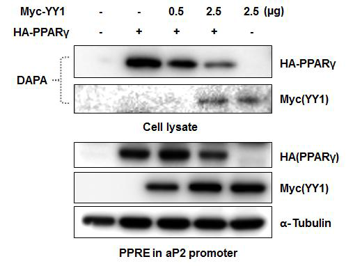 YY1 regulates DNA bindinf activity of PPARγ.