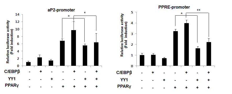 YY1 and C/EBP beta regulate the transctiptional activity of PPAR gamma.