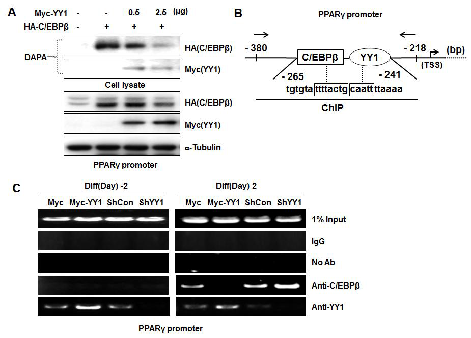 YY1 competes with C/EBPβ on PPARγ promoter.