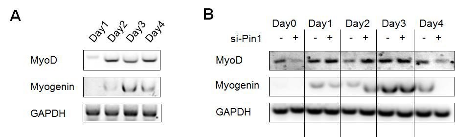 Expression levels of MRFs (MyoD and Myogenin) in time course.