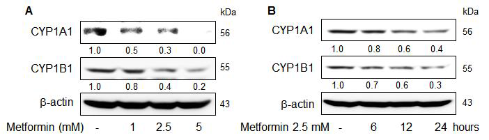 Metformin down-regulates CYP1A1 and CYP1B1 gene expression in MCF-7 breast cancer cells. CYP1A1, CYP1B1 and β-actin in cell lysates were analysed by Western blotting. Results suggested that metformin suppressed CYP1A1 and CYP1B1 protein levels in a dose- (A) and time- (B) dependent manner.