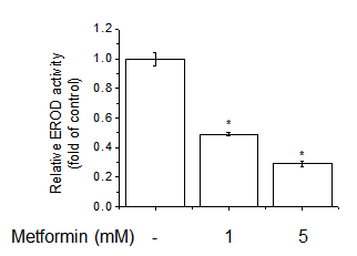 Effects of metformin on EROD activity. EROD activity was measured in intact MCF-7 cell streated with metformin (1–5 mM) for 24 h.