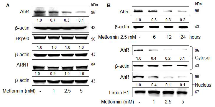 Effects of metformin on AhR protein. AhR, Hsp90, ARNT and b-actin protein levels in cell lysates were assayed by Western blotting (A). MCF-7 cells were treated with 2.5 mM metformin (upper panel). Western blotting analysis of AhR, b-actin and lamin B1 proteins from cytosolic or nuclear fractions (lower panel).