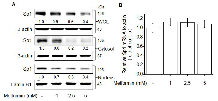 The reduction in Sp1 protein levels mediated by metformin suppresses AhR transcriptional activity. (A) Western blotting analysis demonstrated that metformin down-regulates Sp1 protein levels in whole-cell lysates (WCL) and the nuclear accumulation of Sp1 protein. (B) qRT-PCR demonstrated the effect of metformin on Sp1 mRNA levels.