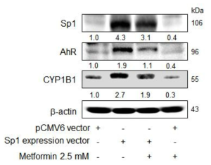 Role of Sp1 in regulating AhR and its target gene expression by metformin in cancer cells.
