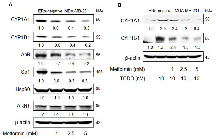 Metformin down-regulates CYP1A1 and CYP1B1 expression in estrogen receptor (ER)α -negative MDA-MB-231 breast cancer cells. (A) Western blotting analysis of CYP1A1, CYP1B1, Sp1, AhR, Hsp90, ARNT protein levels in whole-cell lysates demonstrated that metformin inhibits constitutive expression of CYP1A1 and CYP1B1. (B) Western blotting analysis demonstrated that metformin pre-treatment attenuates the TCDD-induced CYP1A1 and CYP1B1 protein levels.